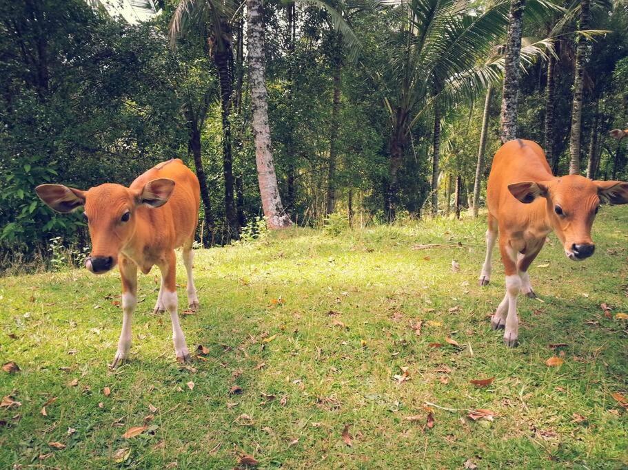 Bali Eco Bali Batu Hut