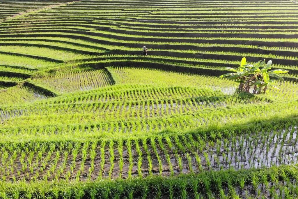Bali Eco Bali Batu Hut *