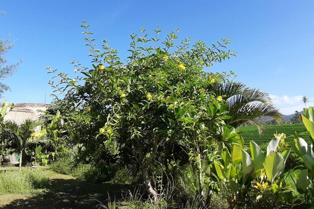 Bali Eco Bali Batu Hut *